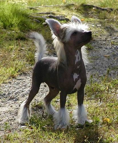 Proud Pony Xhibitionist