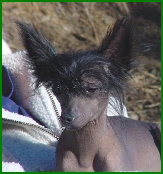 Puccini Della Castafiore