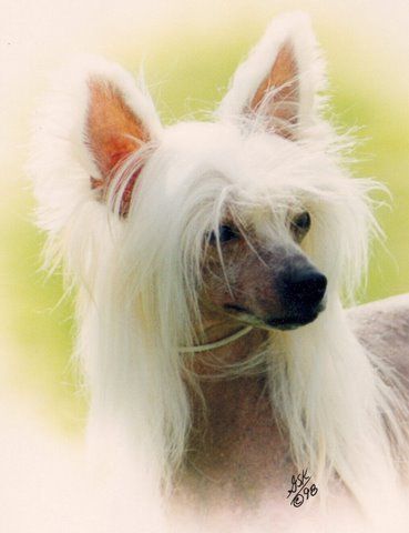 Puffin Batteries Not Included SOM