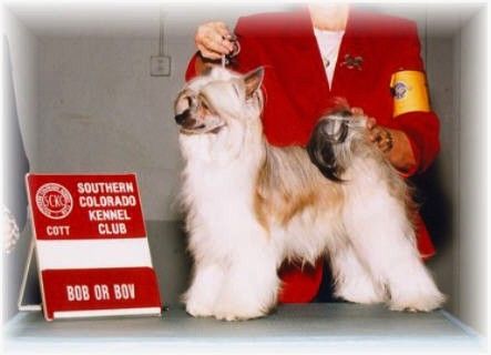 Puffin Hair We Go Makara