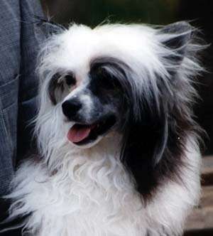 Puffin Patchwork Quilt Makara