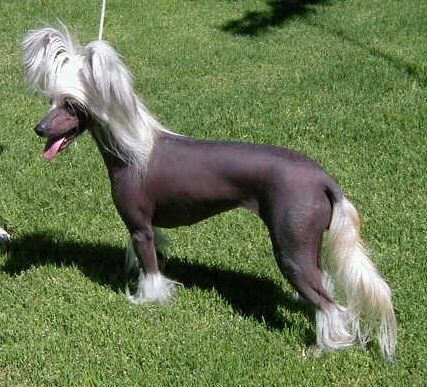 Puffin Proof Of Purchase