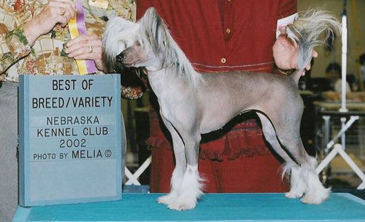 Puffin Public Opinion