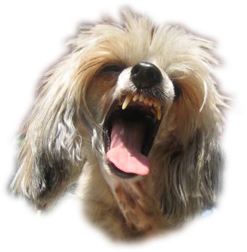 Quenellas Feeling me Proud