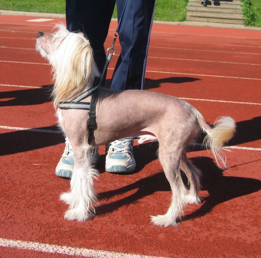 Tanta-Piiparin Quicksilver