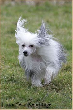 Rådjurstigens Cesear The Charming