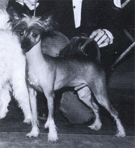 Razzmatazz Fleidermaus