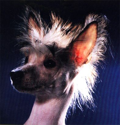 Razzmatazz Formal Attire