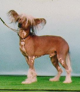 Razzmatazz High Voltage Of Zucci