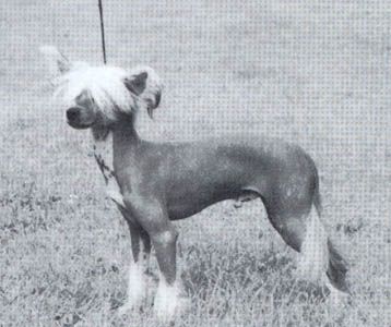 Razzmatazzmanian Devil