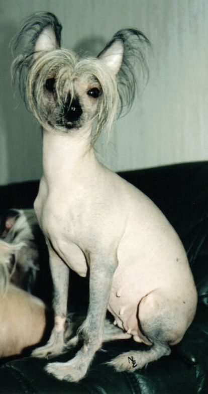 Razzmatazz She Devil