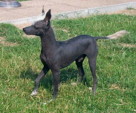 Razzmatazz Zirconium