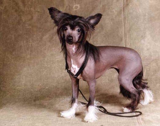 Rimabra's Empress Josephine