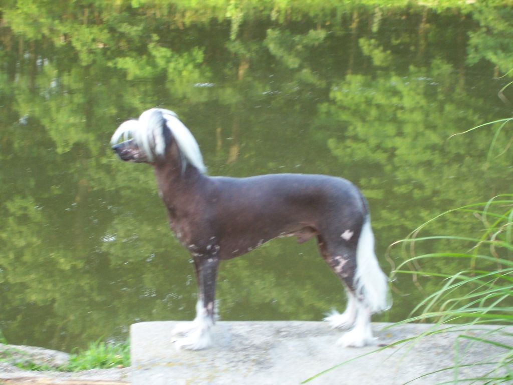 Roc N Win Obie's Hot Pursuit