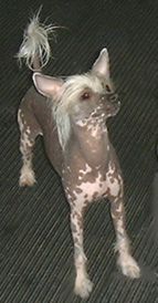 Rompford Crybaby Of Yorkhouse