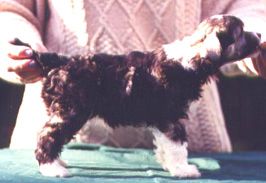 Rompford Kic N The Pants QBall