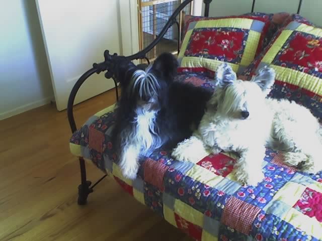 Rycroft's I'm So Adorable