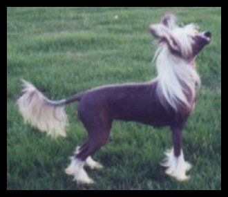 Saltillo Fancy That At Jokima