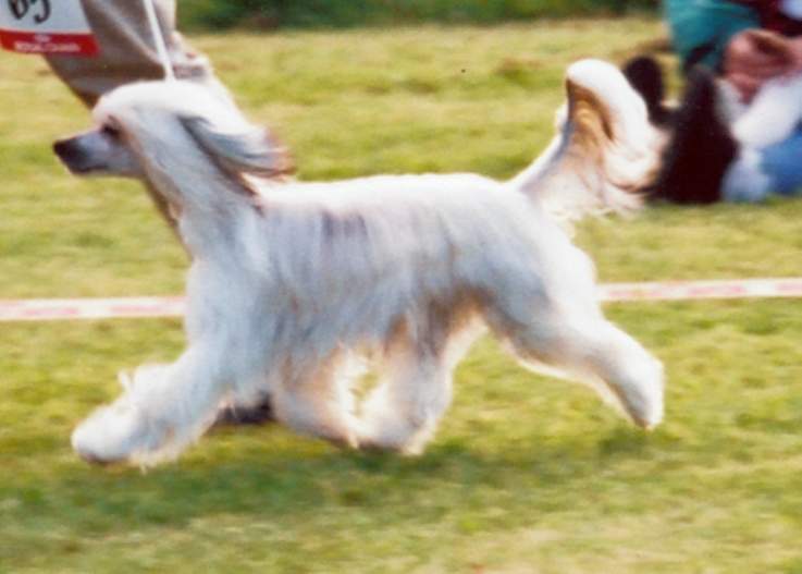 Secret Line's Active Charmer