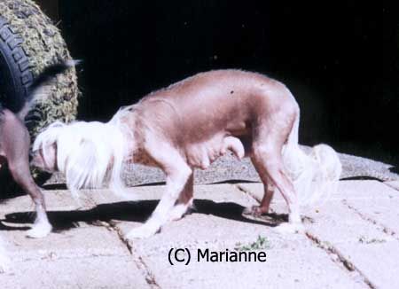 Secret Line's Born To Be Wild