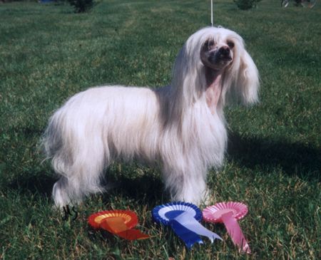 Secret Line's Golden Geisha