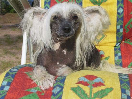 Secret Line's Guns'N Roses