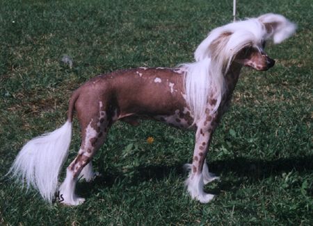 Secret Line's Little Chinaman