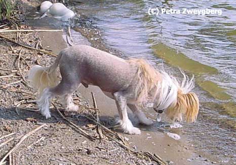 Secret Line's Private Call