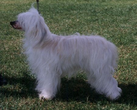 Secret Line's Show Must Go On