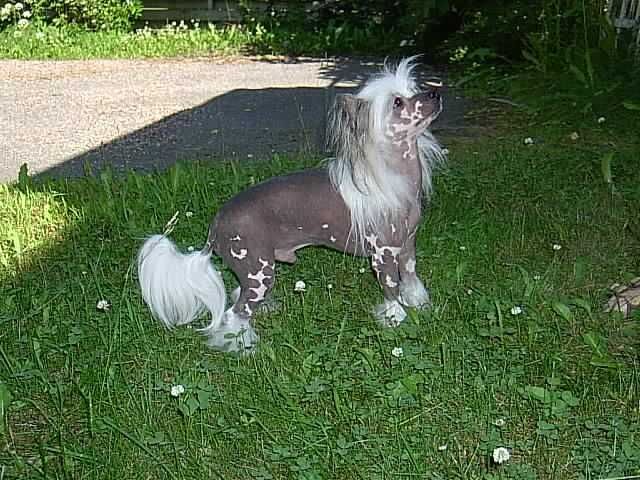 Secret Line's Viva La Vita