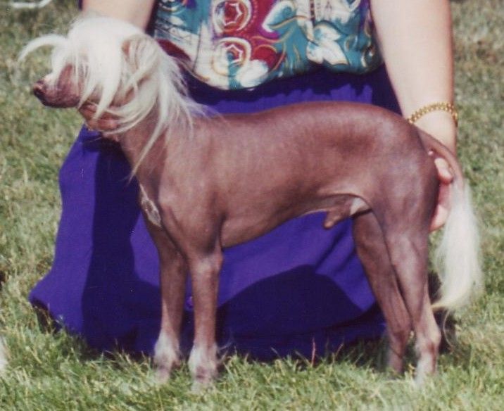 Shamar Acres' Chip N' Dale Kholt