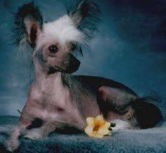 Shamar Acres' Khane N' Spats