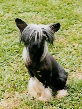 Sherabill Wildatmidnight