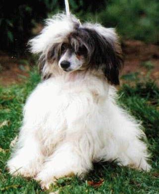 Shezana De Shangri Lah