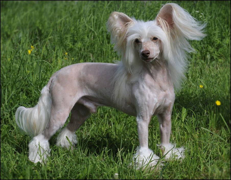 Shida The Golden Light