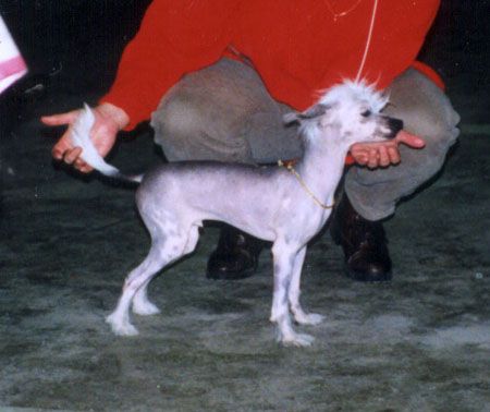 Shinyskin Funny Face