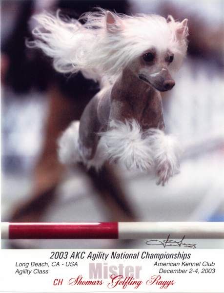 Shomars Gelffling Raggs