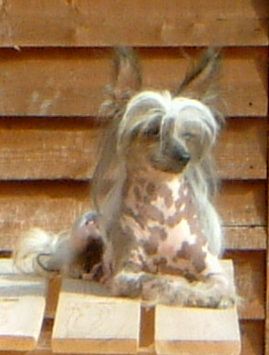 Shumllea Crackling Rose JW