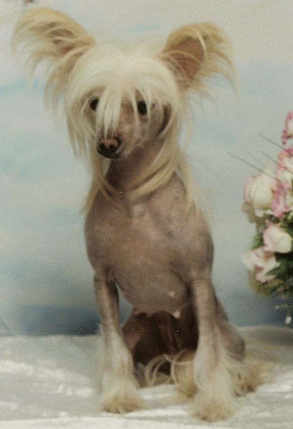 Siulong's Lil Gypsy Girl