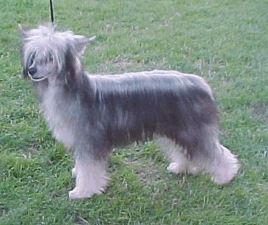 Snowcrest's Amazing Grace