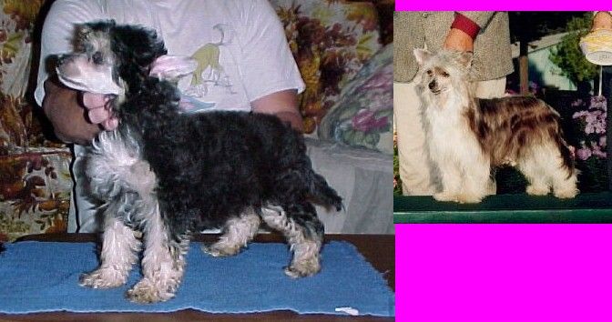 Snowcrest's Kahlua 'N Cream