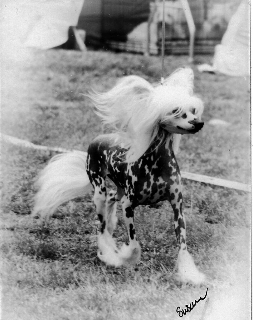 Snubbakollens Henrietta