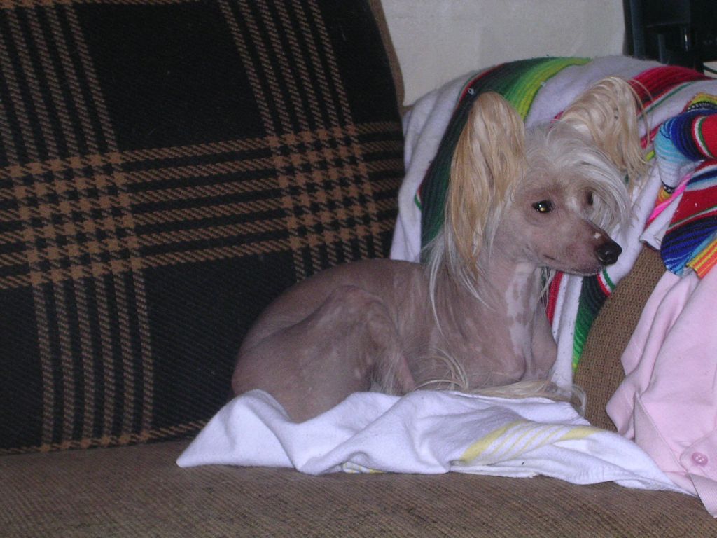 Spirit Of Mantra's Gollum