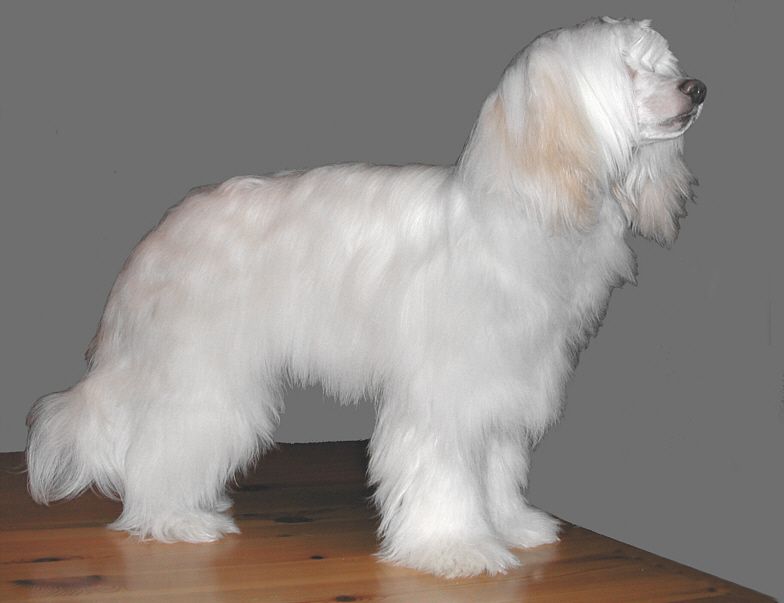 Spirit Of Mantra's Wille