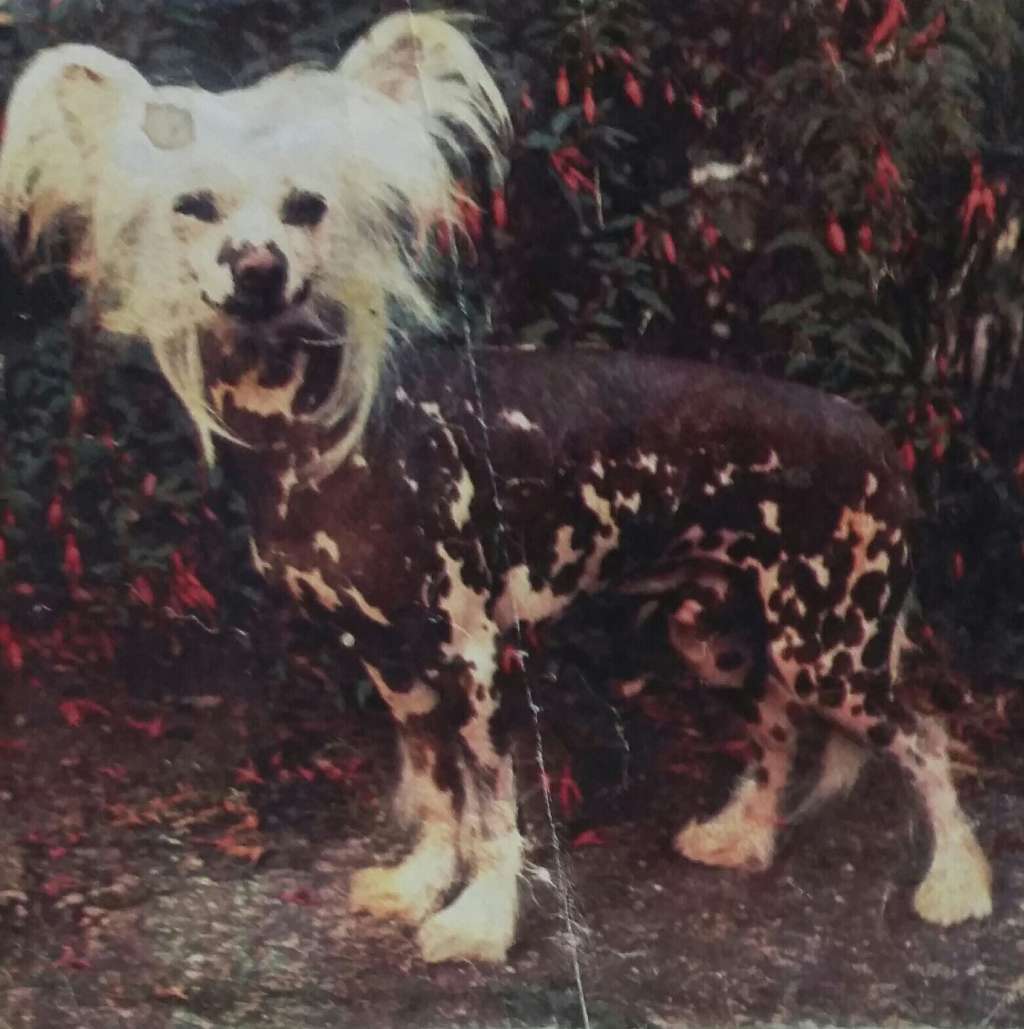 Staround Soso Of Demidoff