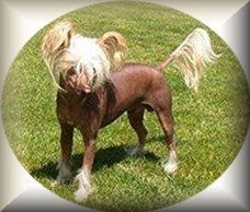 Starward Wind Walker