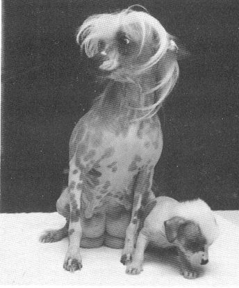 St.Erme Dancing Moppet