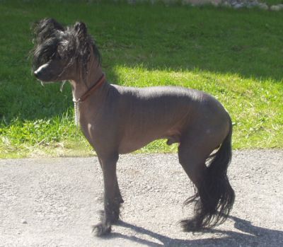 Stormblåstens Cuchulain