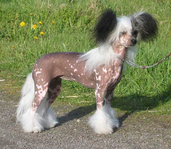 Stormblåstens Mooncrest Mask