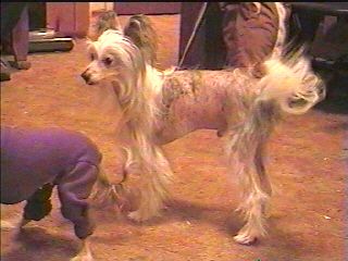 Stormins' Chewy Louie Of Tebroc